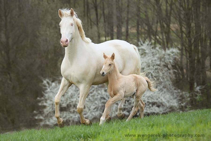 Cremelo Mare & Foal